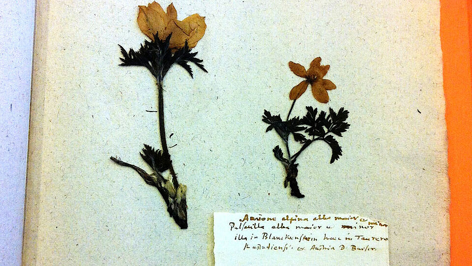 herbarium specimen Caspar Bauhin